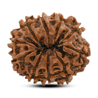 10 Mukhi Rudraksha (Nepal) 25.41 M.M.