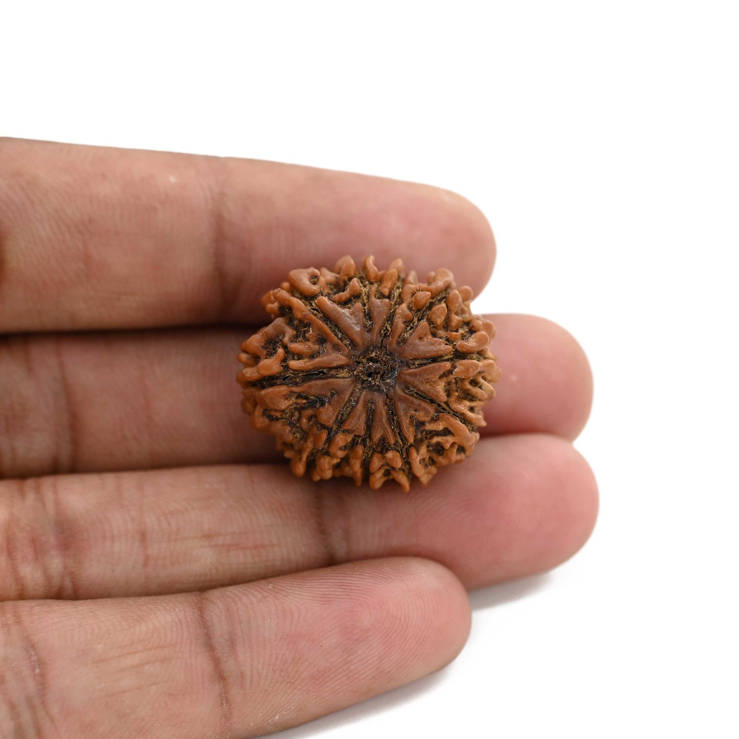 10 Mukhi Rudraksha (Nepal) 25.41 M.M.