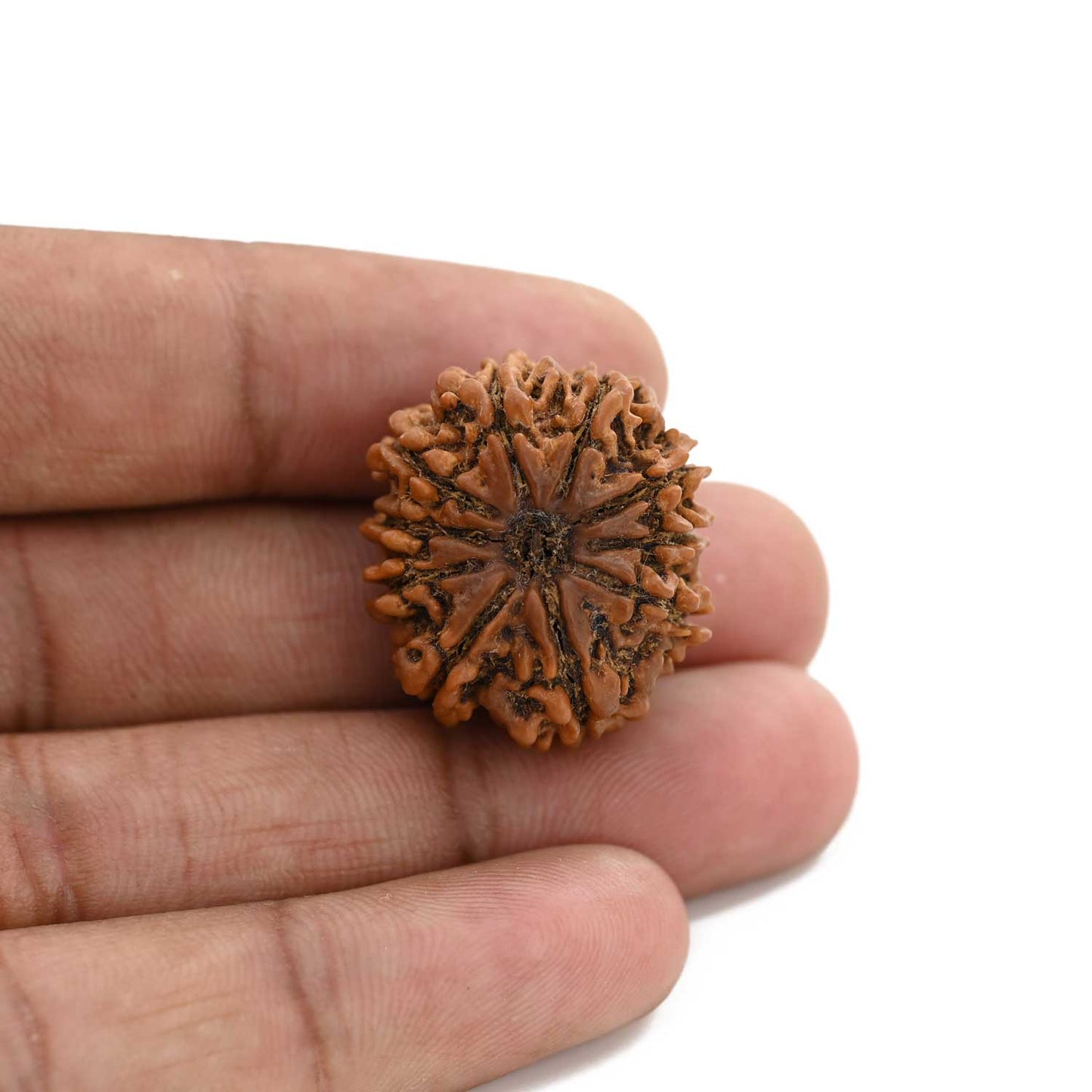 10 Mukhi Rudraksha (Nepal) 25.41 M.M.