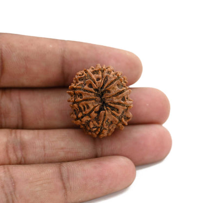 10 Mukhi Rudraksha (Nepal) 25.41 M.M.