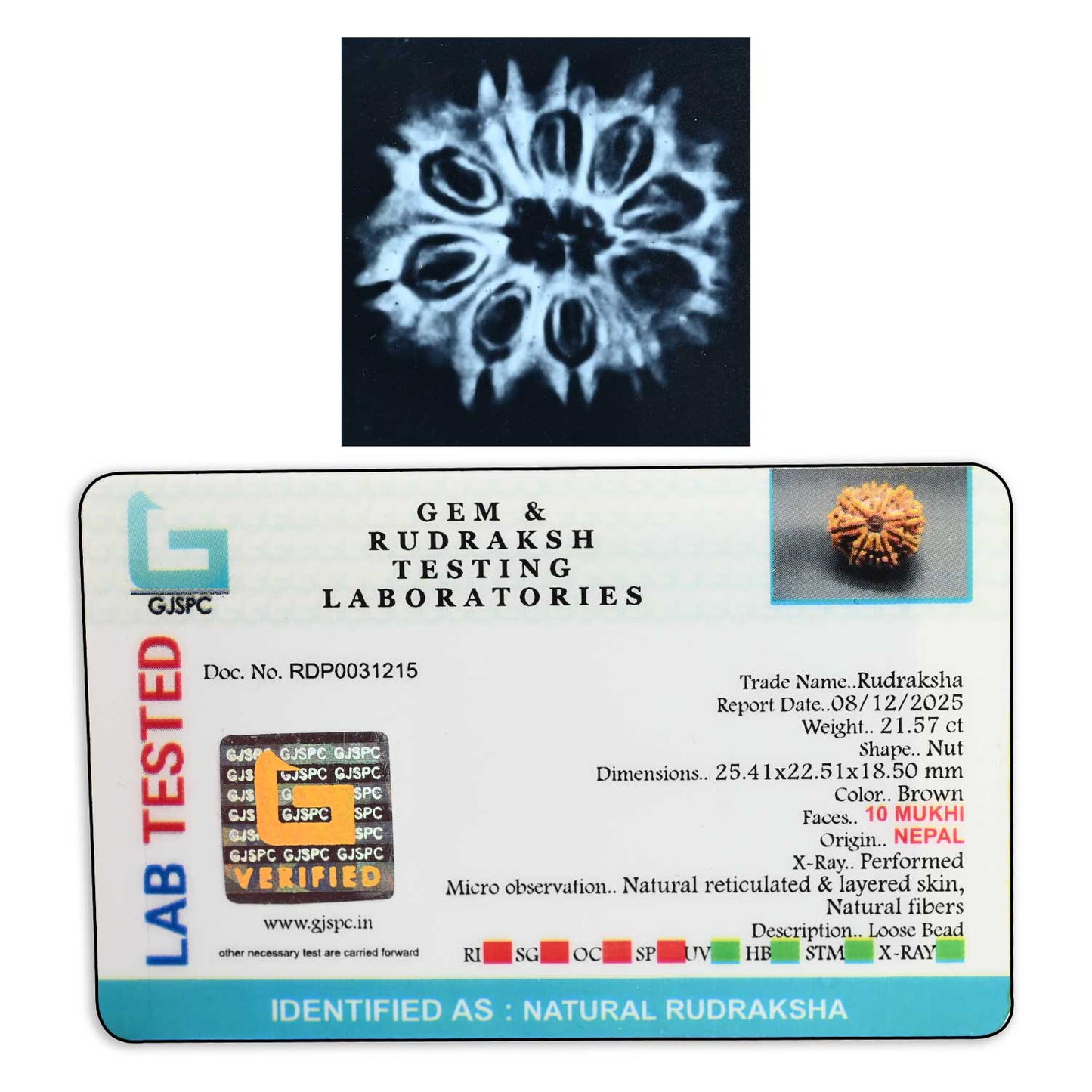 10 Mukhi Rudraksha (Nepal) 25.41 M.M.