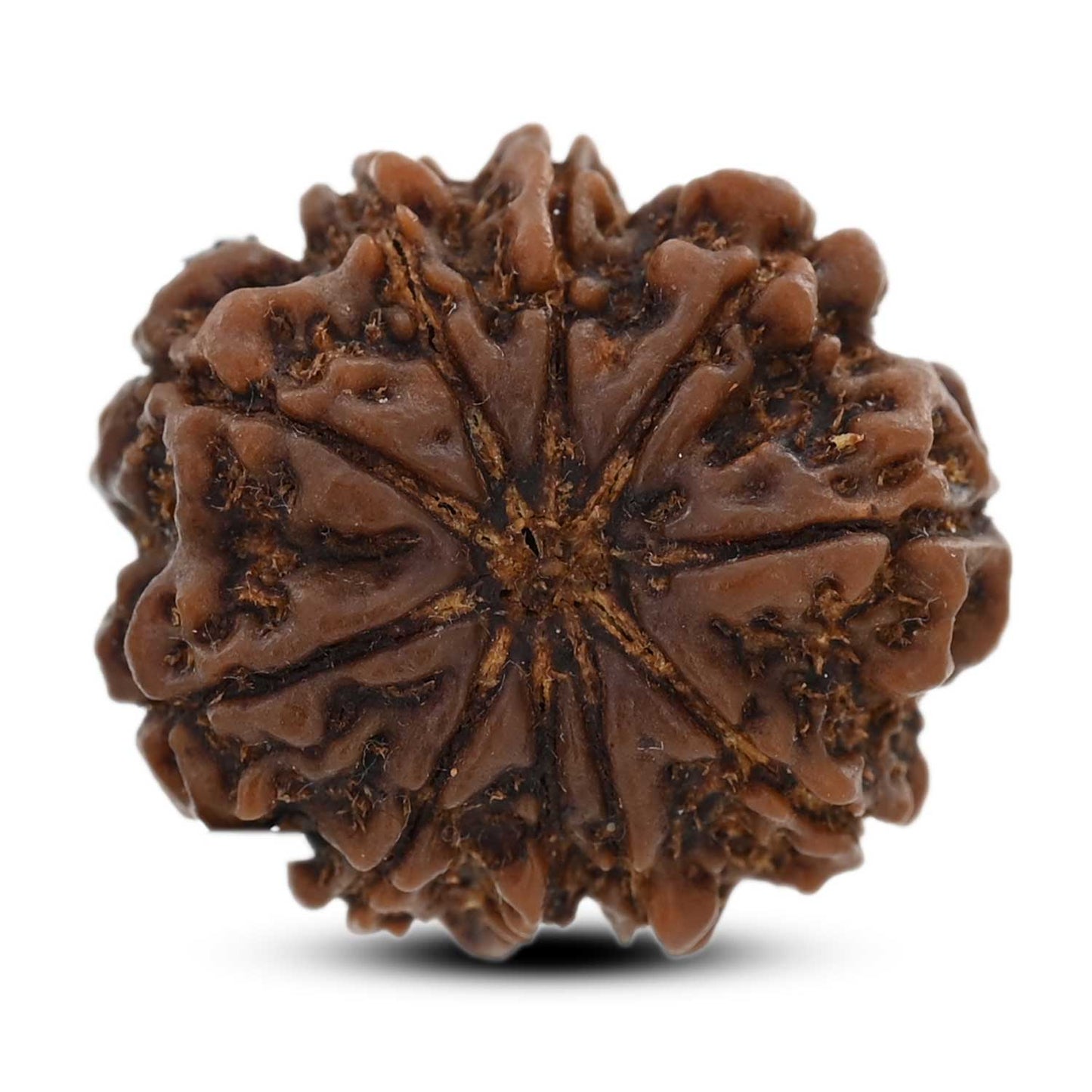 10 Mukhi Rudraksha (Nepal) 25.8 M.M.