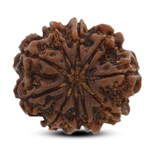 10 Mukhi Rudraksha (Nepal) 25.8 M.M.