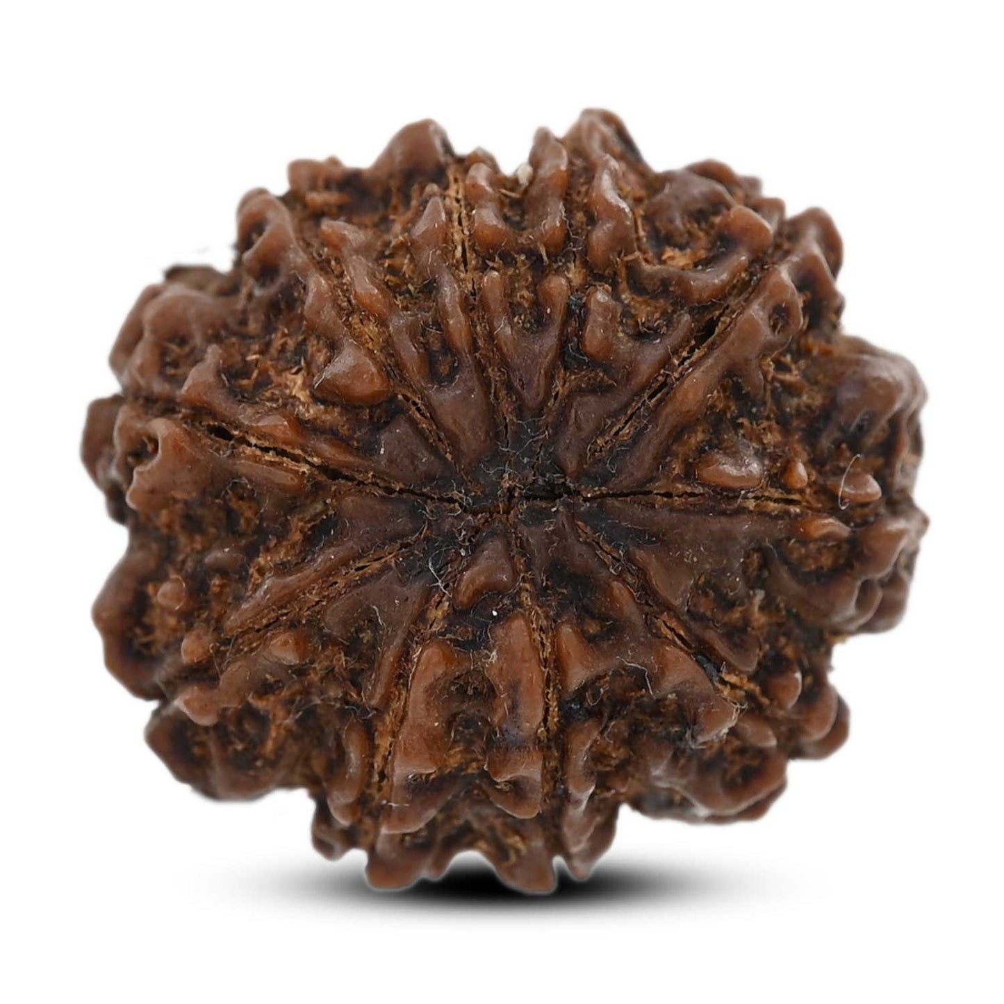 10 Mukhi Rudraksha (Nepal) 25.8 M.M.