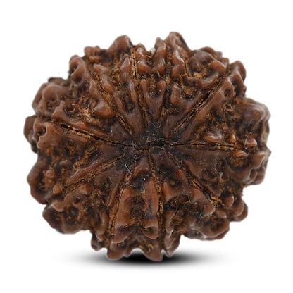 10 Mukhi Rudraksha (Nepal) 25.8 M.M.