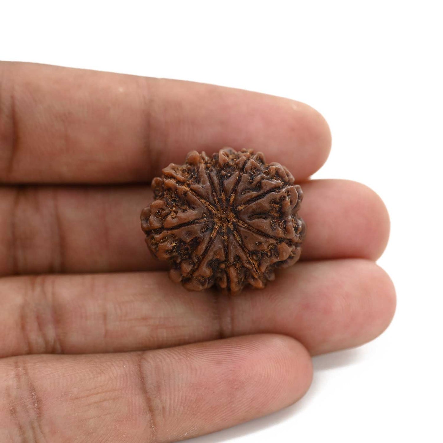 10 Mukhi Rudraksha (Nepal) 25.8 M.M.