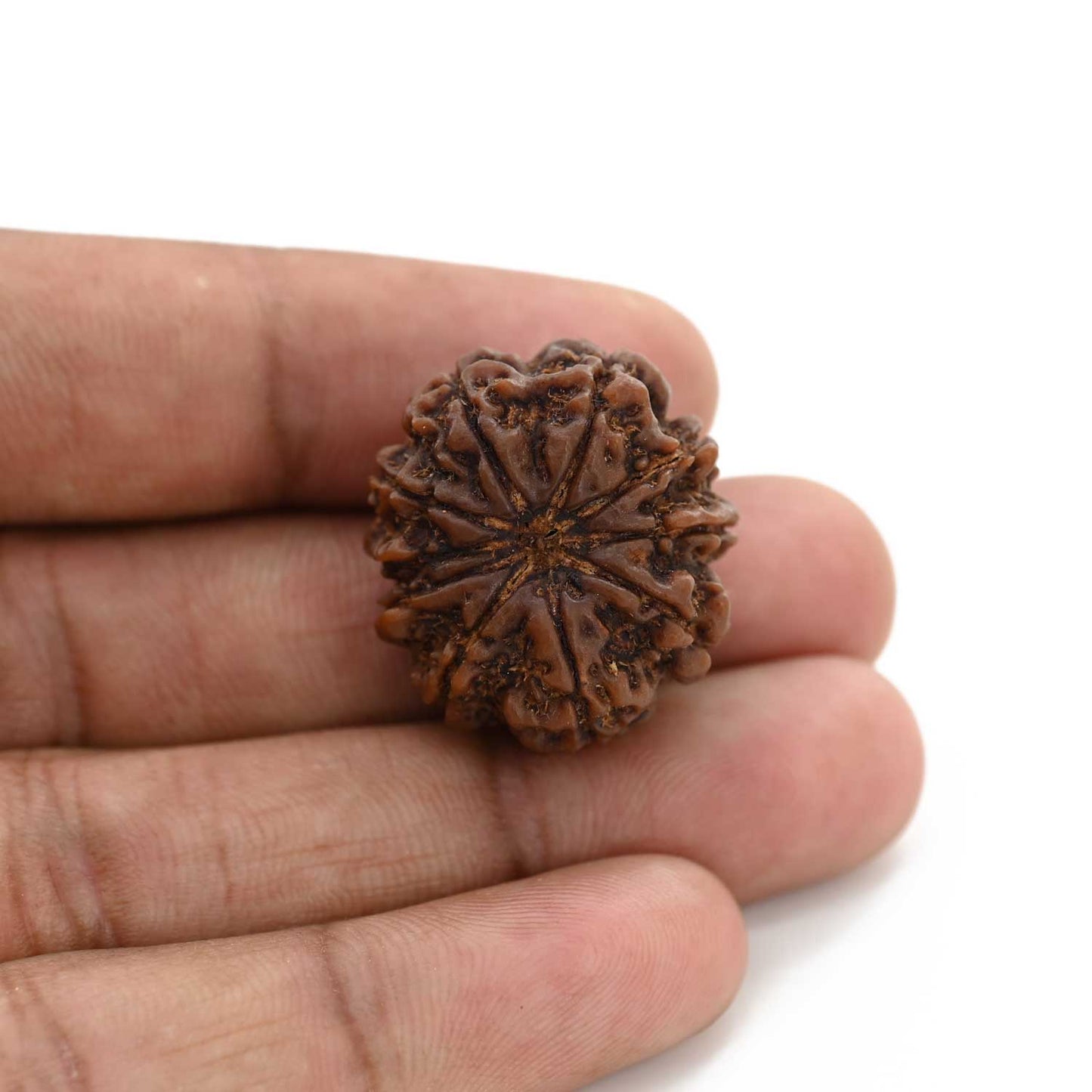 10 Mukhi Rudraksha (Nepal) 25.8 M.M.