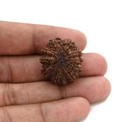 10 Mukhi Rudraksha (Nepal) 25.8 M.M.