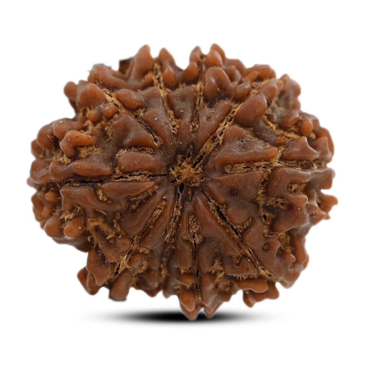 10 Mukhi Rudraksha (Nepal) 26.35 M.M.