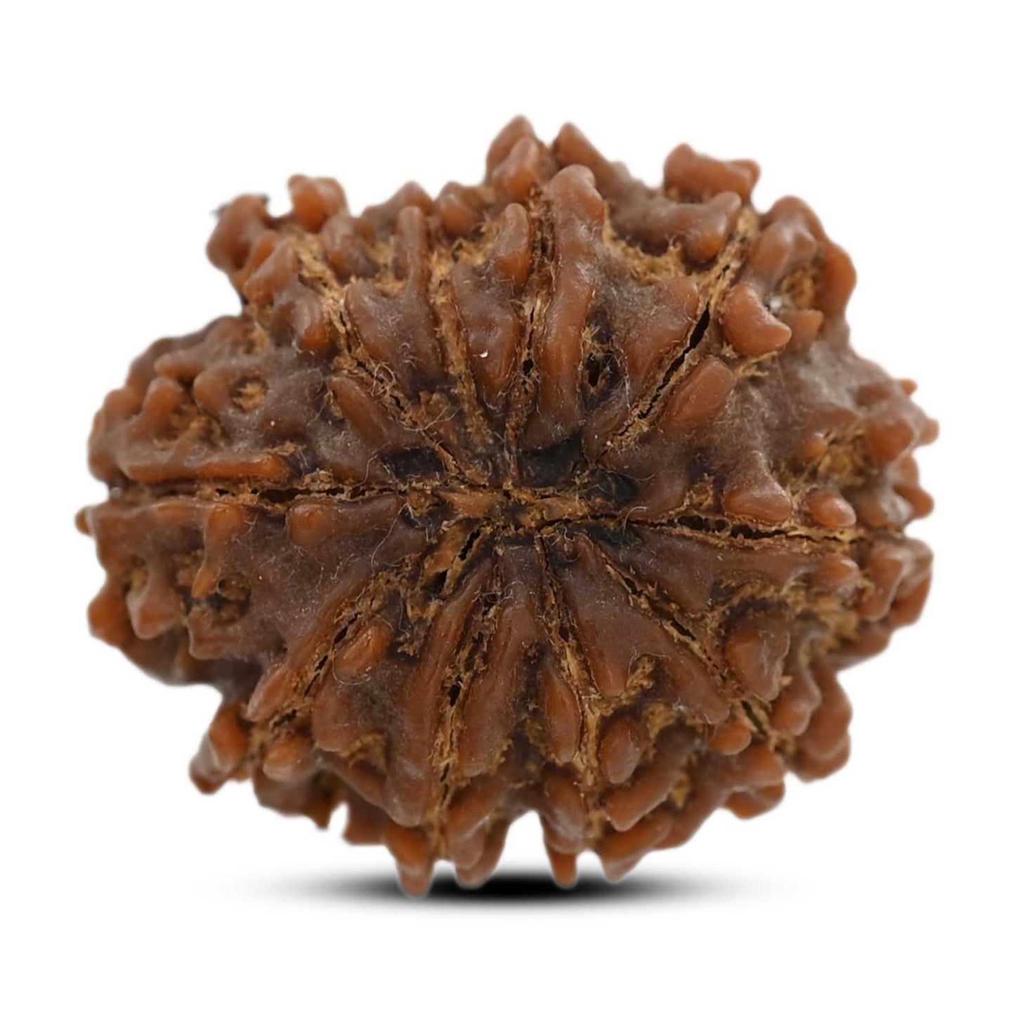 10 Mukhi Rudraksha (Nepal) 26.35 M.M.