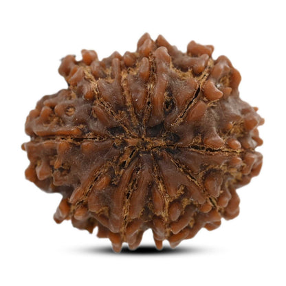 10 Mukhi Rudraksha (Nepal) 26.35 M.M.