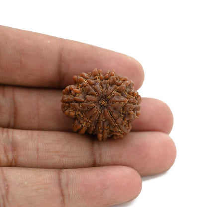10 Mukhi Rudraksha (Nepal) 26.35 M.M.