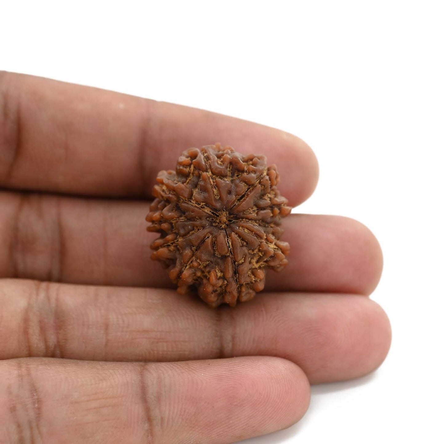 10 Mukhi Rudraksha (Nepal) 26.35 M.M.