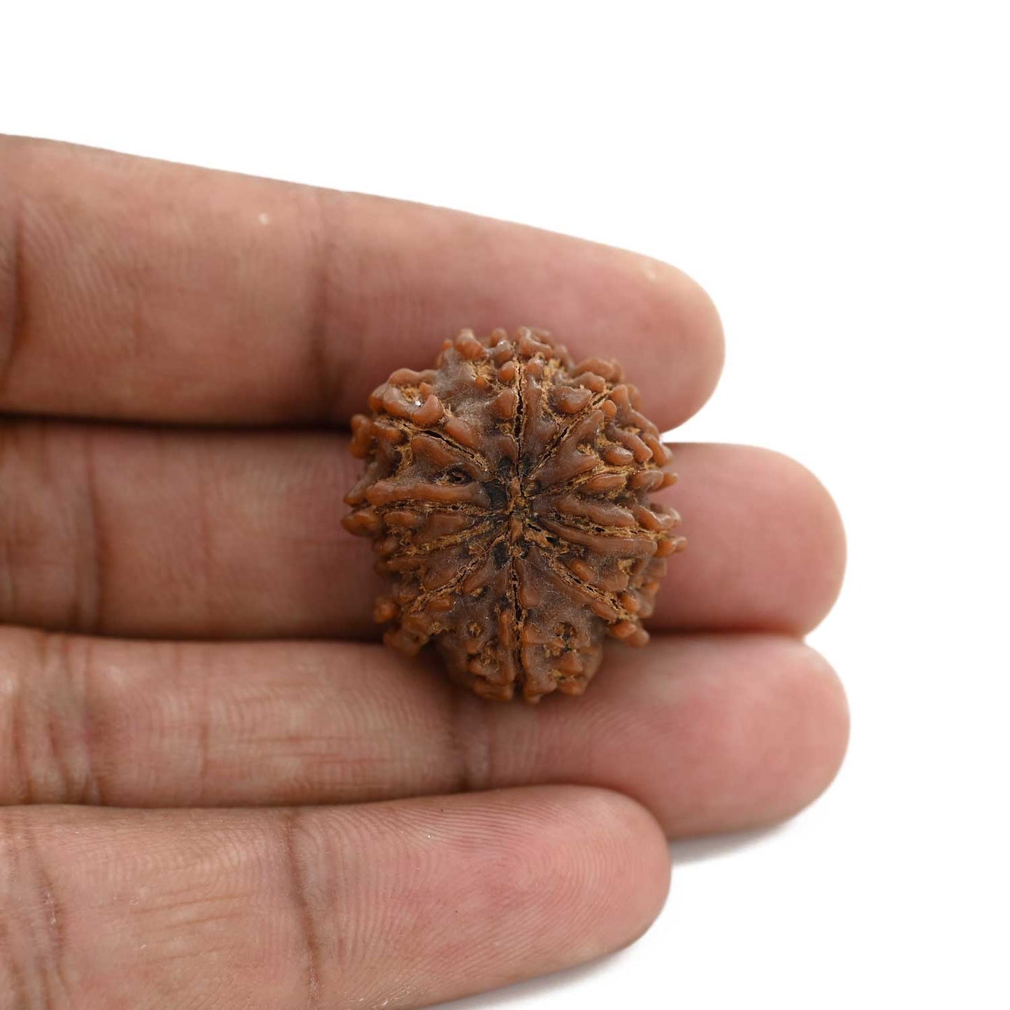 10 Mukhi Rudraksha (Nepal) 26.35 M.M.