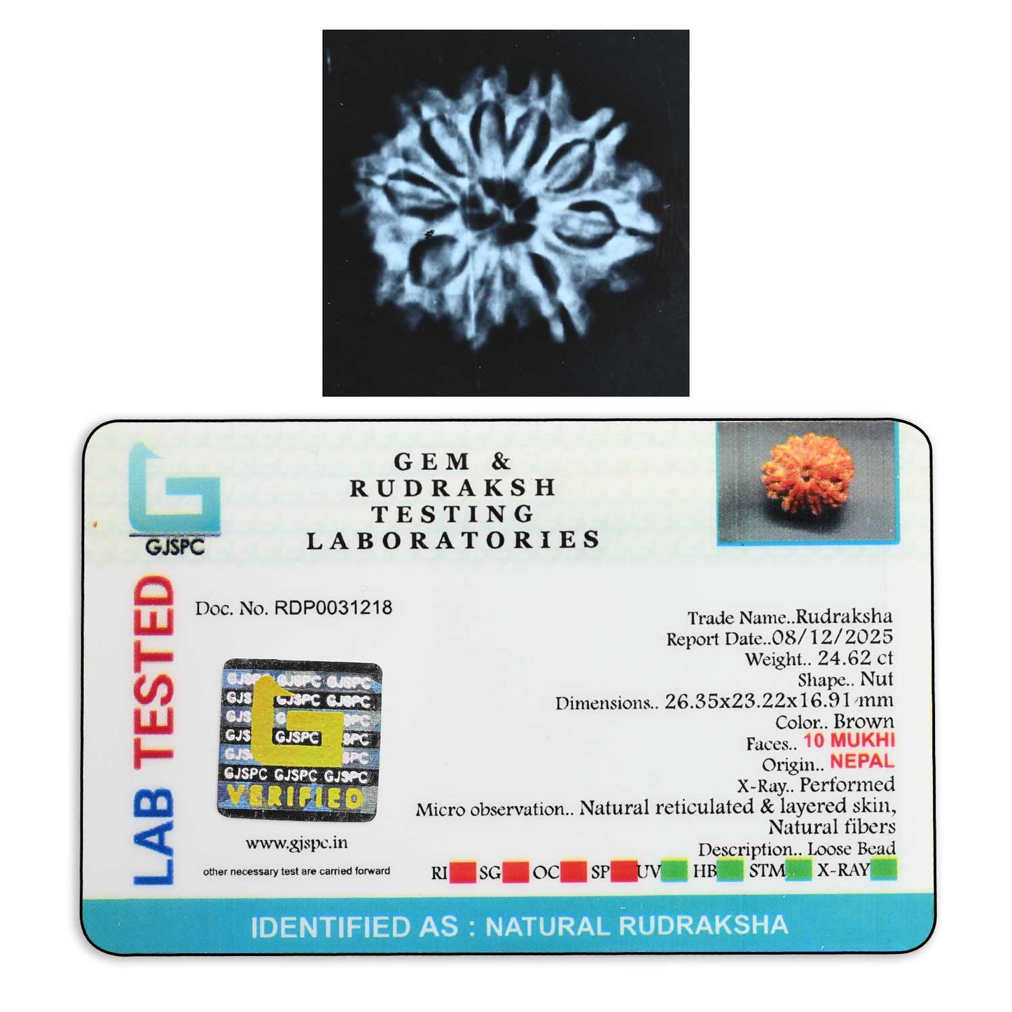 10 Mukhi Rudraksha (Nepal) 26.35 M.M.