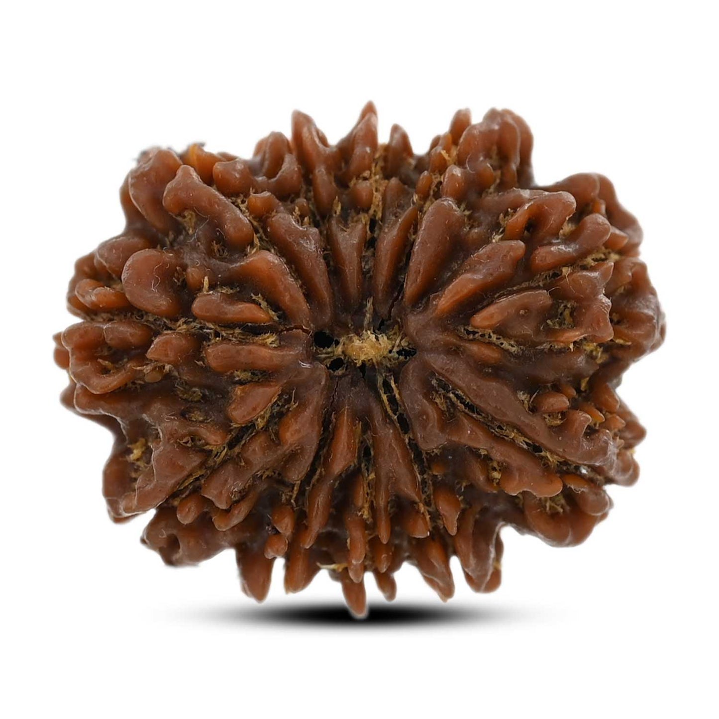 10 Mukhi Rudraksha (Nepal) 25.15 M.M.