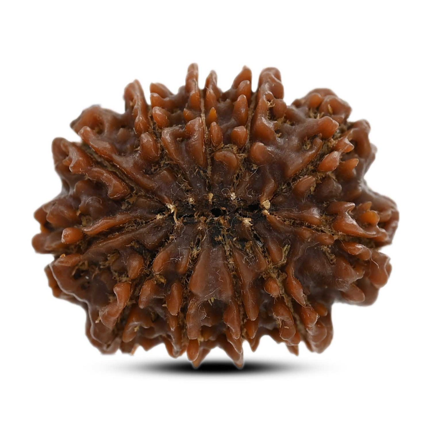 10 Mukhi Rudraksha (Nepal) 25.15 M.M.
