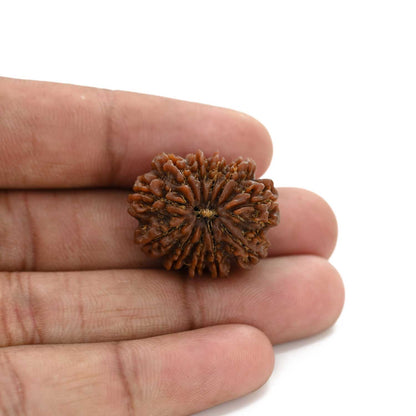 10 Mukhi Rudraksha (Nepal) 25.15 M.M.
