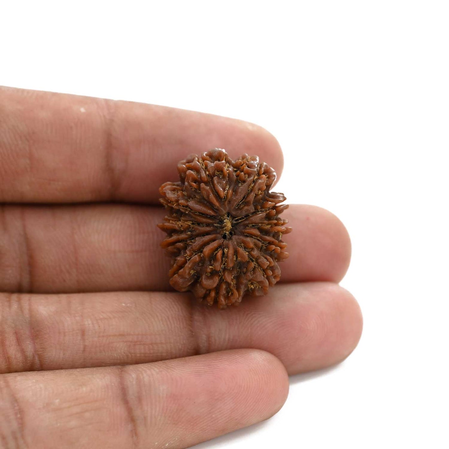 10 Mukhi Rudraksha (Nepal) 25.15 M.M.