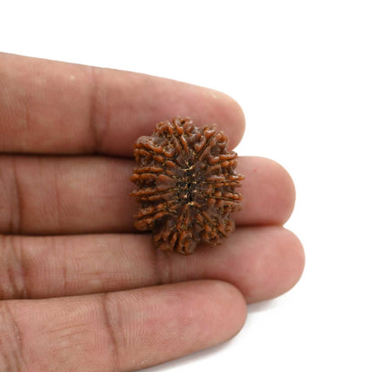 10 Mukhi Rudraksha (Nepal) 25.15 M.M.