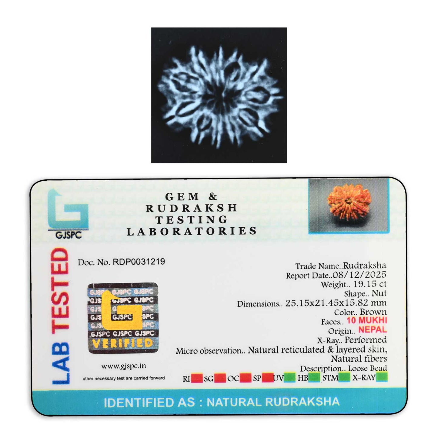 10 Mukhi Rudraksha (Nepal) 25.15 M.M.
