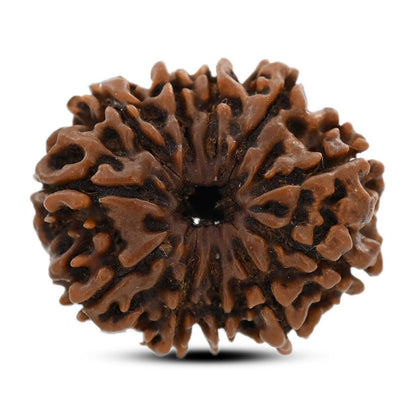10 Mukhi Rudraksha (Nepal) 25.85 M.M.