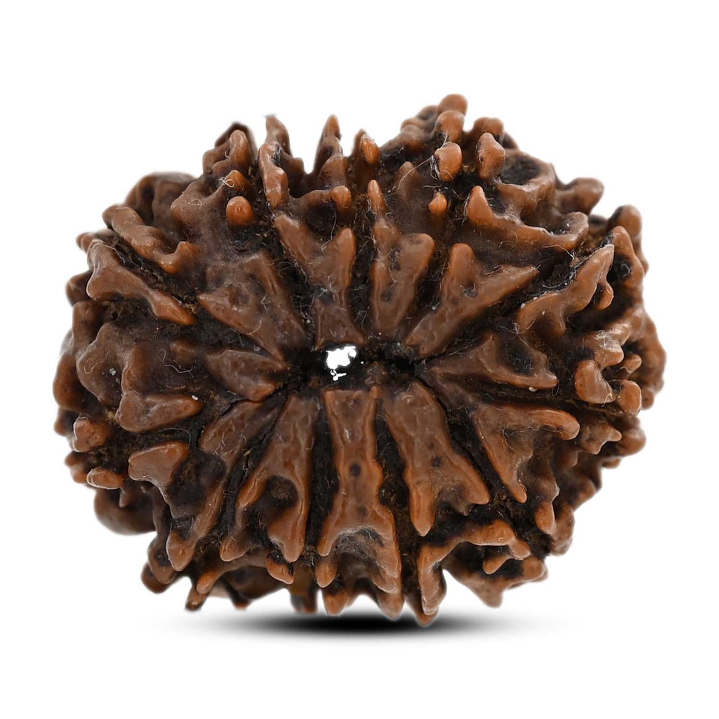10 Mukhi Rudraksha (Nepal) 25.85 M.M.