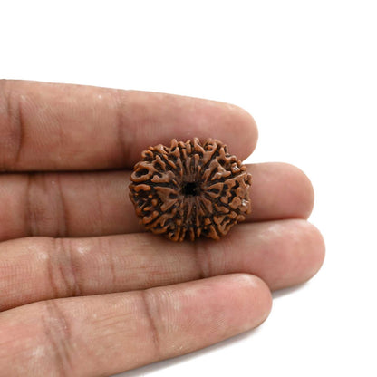 10 Mukhi Rudraksha (Nepal) 25.85 M.M.