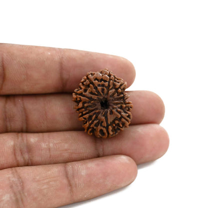 10 Mukhi Rudraksha (Nepal) 25.85 M.M.