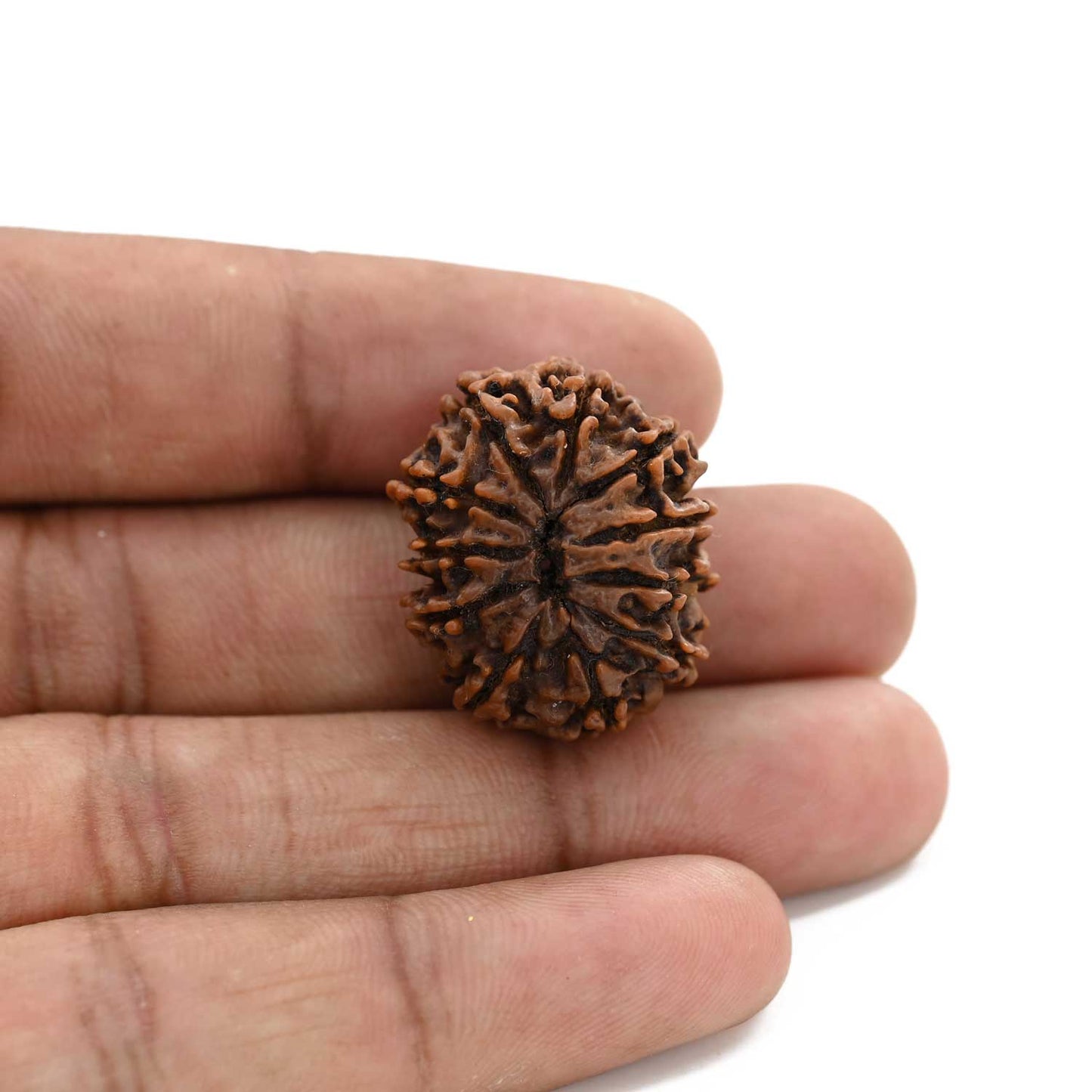 10 Mukhi Rudraksha (Nepal) 25.85 M.M.
