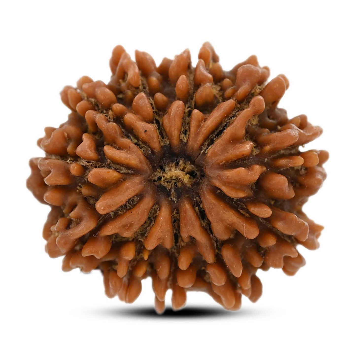 10 Mukhi Rudraksha (Nepal) 24.8 M.M.
