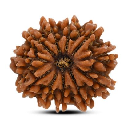 10 Mukhi Rudraksha (Nepal) 24.8 M.M.