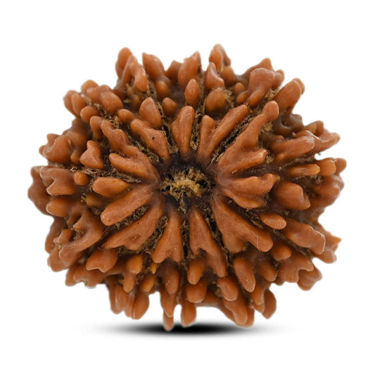 10 Mukhi Rudraksha (Nepal) 24.8 M.M.
