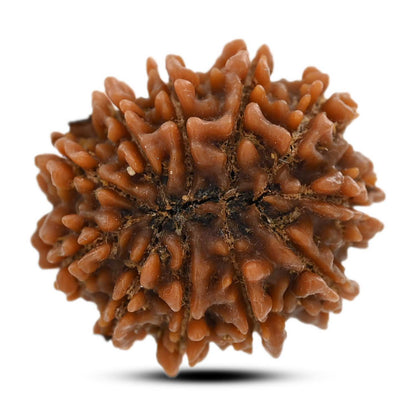 10 Mukhi Rudraksha (Nepal) 24.8 M.M.