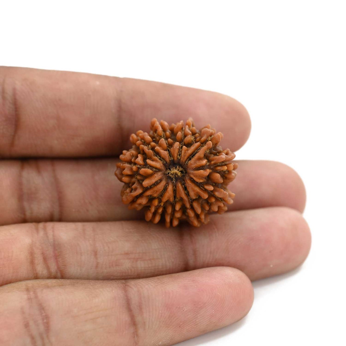 10 Mukhi Rudraksha (Nepal) 24.8 M.M.