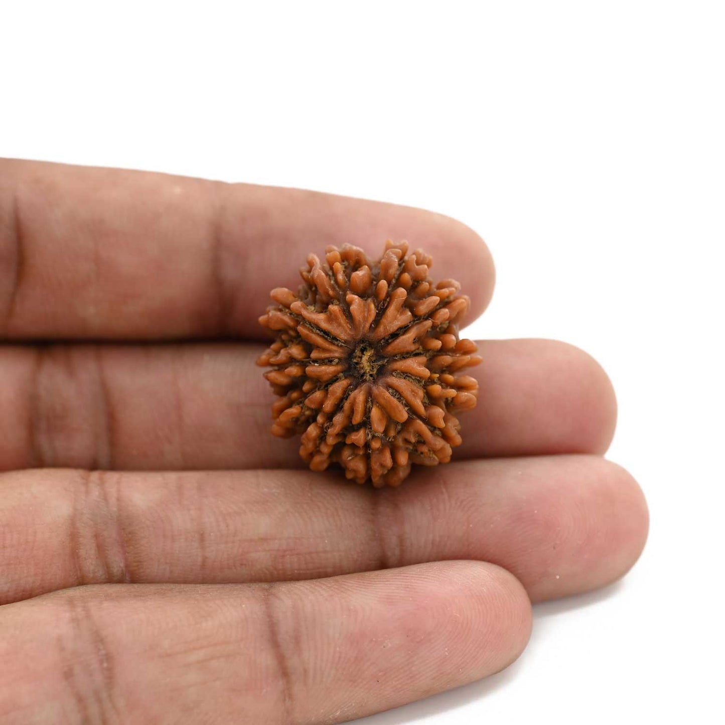 10 Mukhi Rudraksha (Nepal) 24.8 M.M.