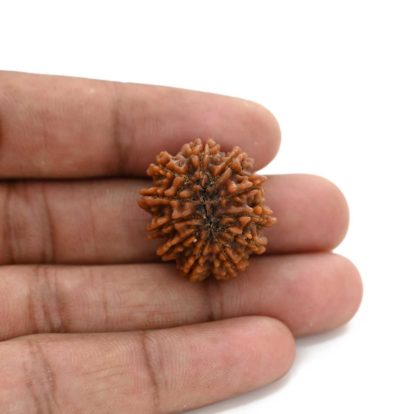 10 Mukhi Rudraksha (Nepal) 24.8 M.M.