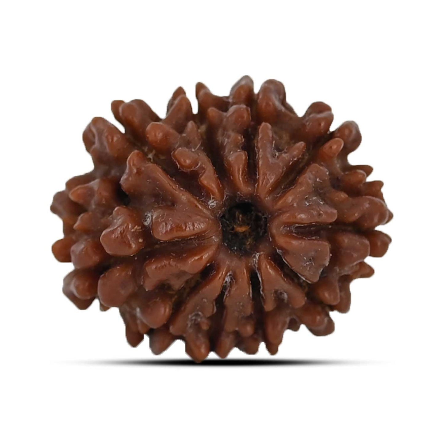 10 Mukhi Rudraksha (Nepal) 20.96 MM