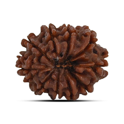 10 Mukhi Rudraksha (Nepal) 20.96 MM