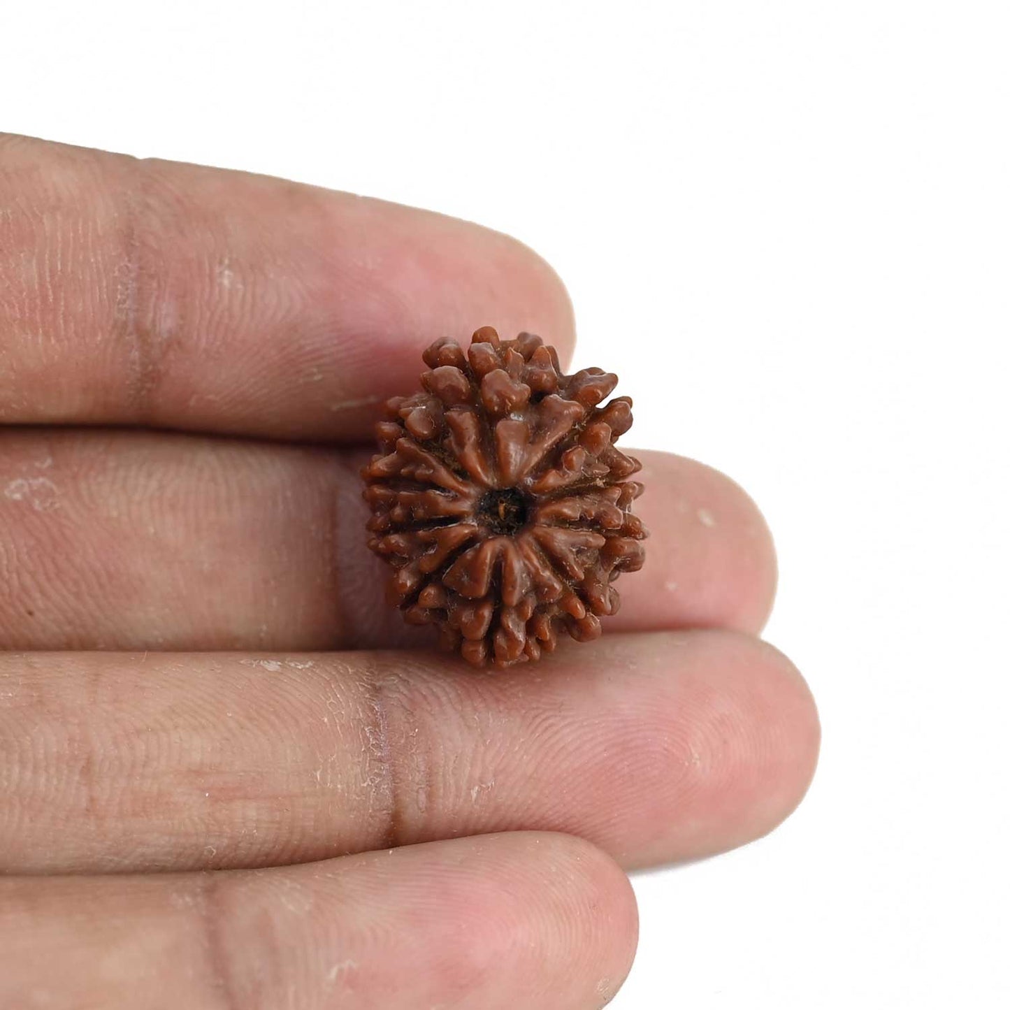 10 Mukhi Rudraksha (Nepal) 20.96 MM