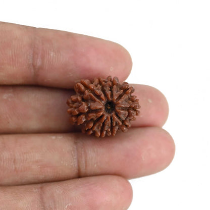 10 Mukhi Rudraksha (Nepal) 20.96 MM