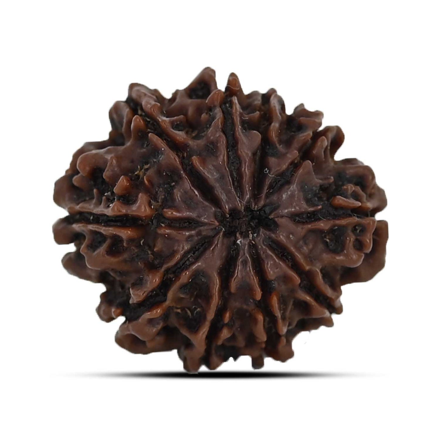 10 Mukhi Rudraksha (Nepal) 23.64 MM