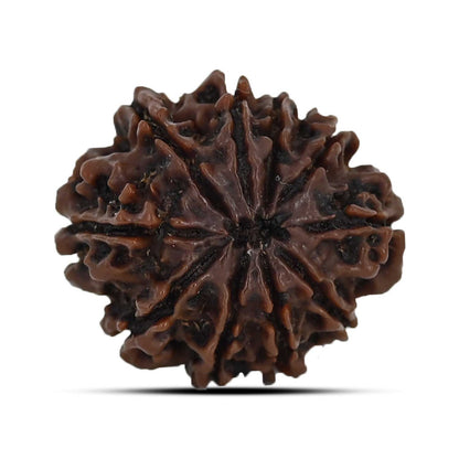 10 Mukhi Rudraksha (Nepal) 23.64 MM