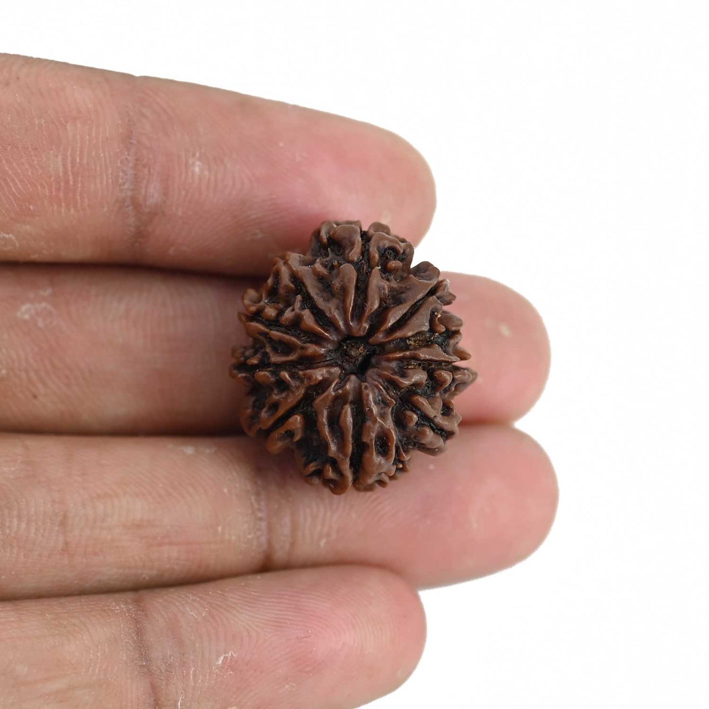 10 Mukhi Rudraksha (Nepal) 23.64 MM