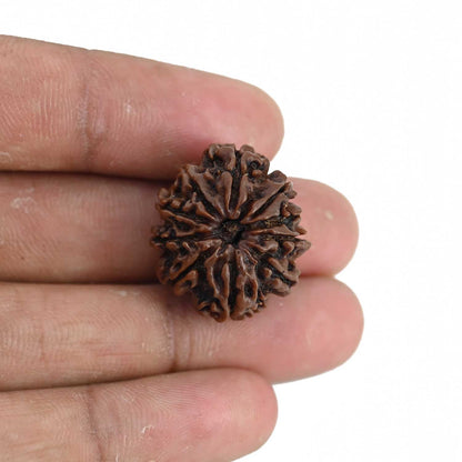 10 Mukhi Rudraksha (Nepal) 23.64 MM