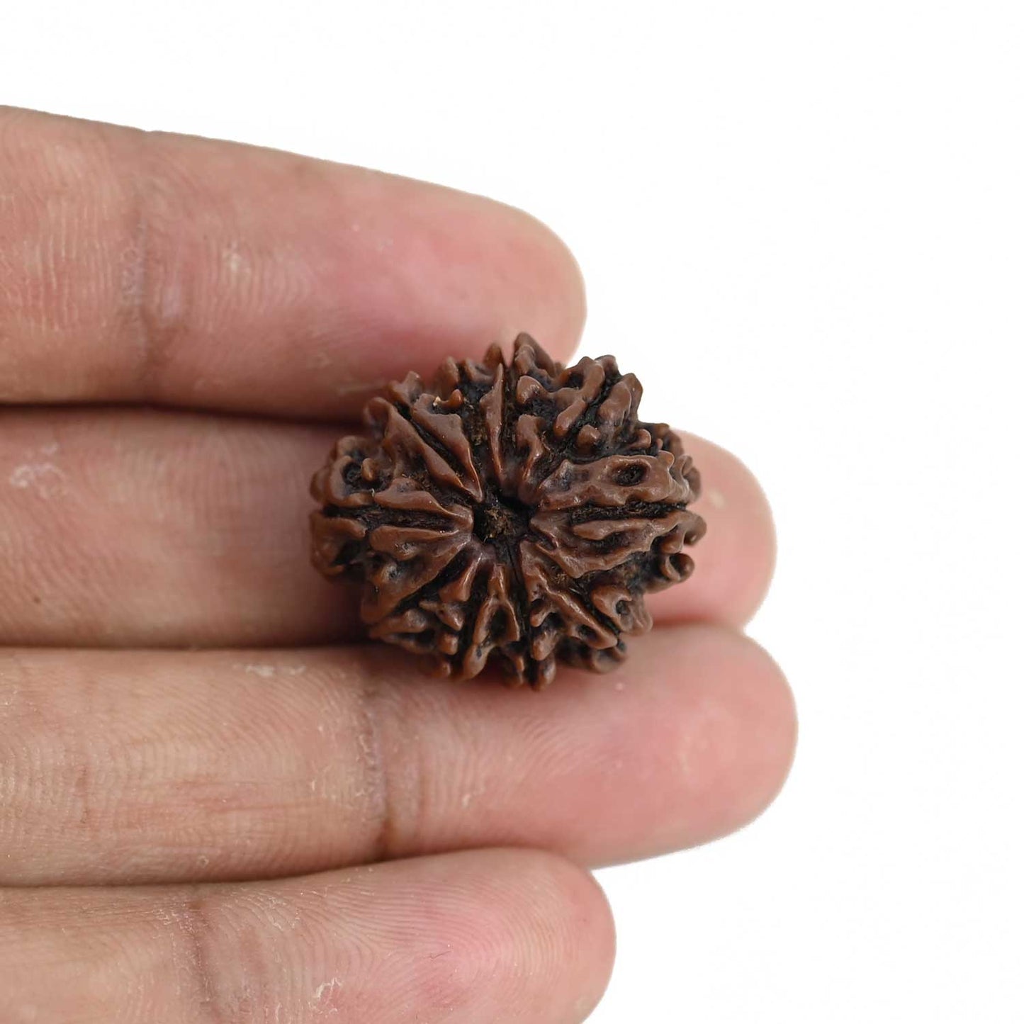 10 Mukhi Rudraksha (Nepal) 23.64 MM