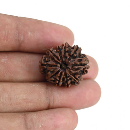 10 Mukhi Rudraksha (Nepal) 23.64 MM