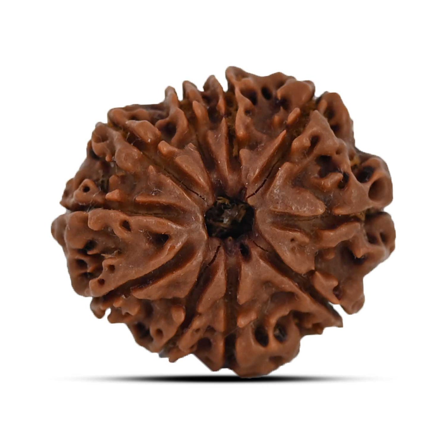 10 Mukhi Rudraksha (Nepal) 24.16 MM