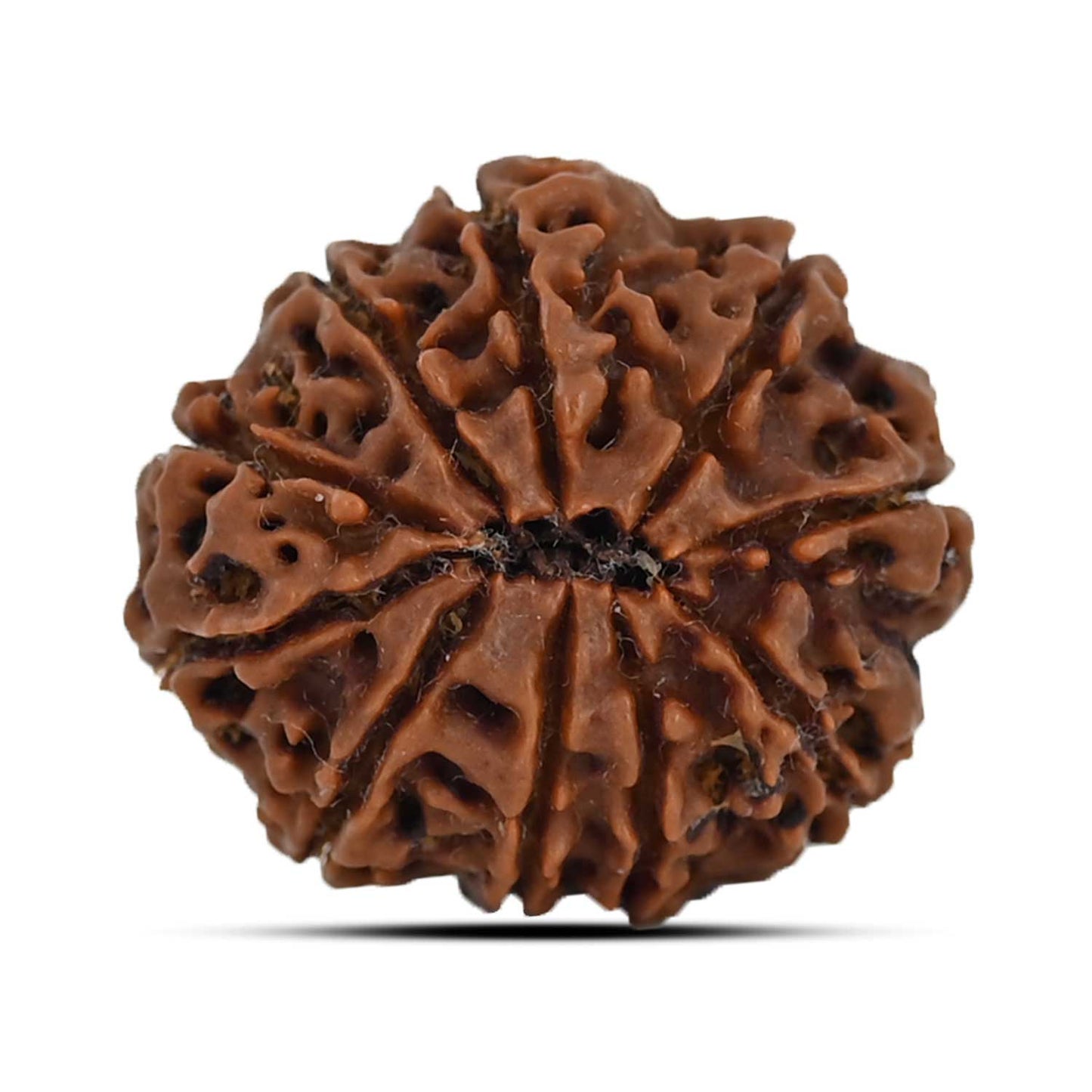 10 Mukhi Rudraksha (Nepal) 24.16 MM