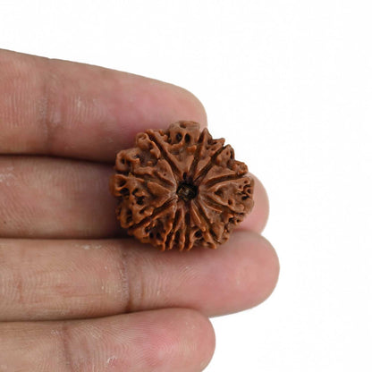 10 Mukhi Rudraksha (Nepal) 24.16 MM